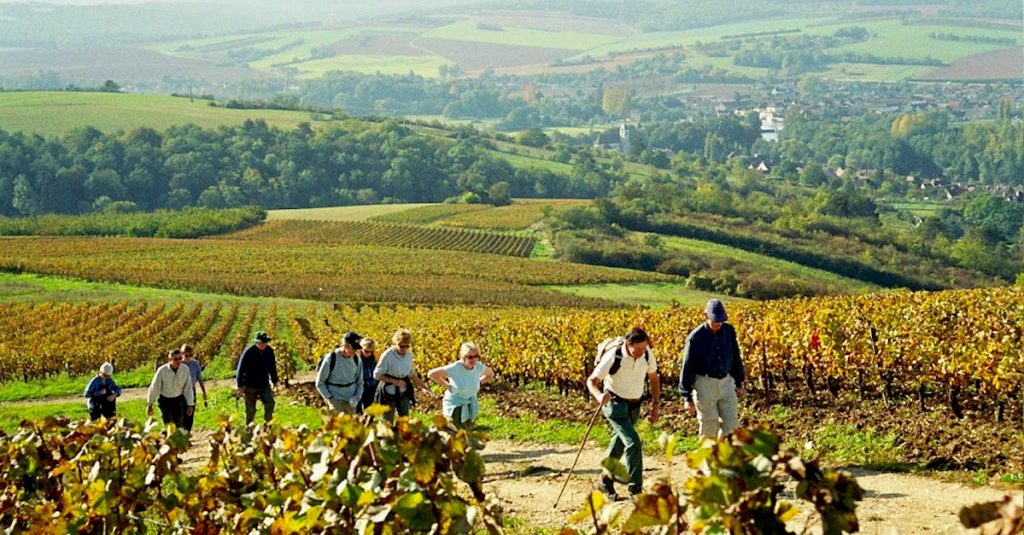 vinogradi-setaci