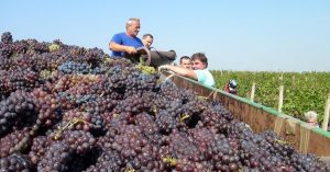 vinogradi-radnici