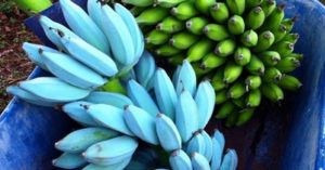 blue-Java-banana