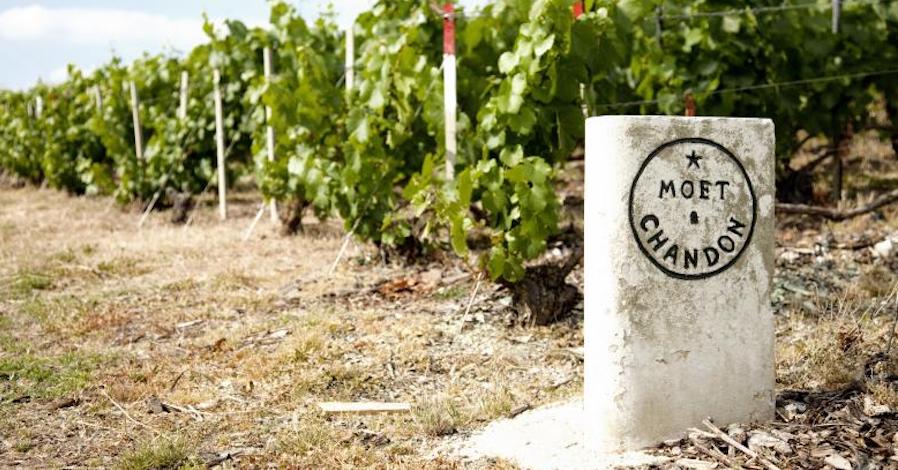Moët Hennessy to end herbicide use in Champagne vineyards - Decanter