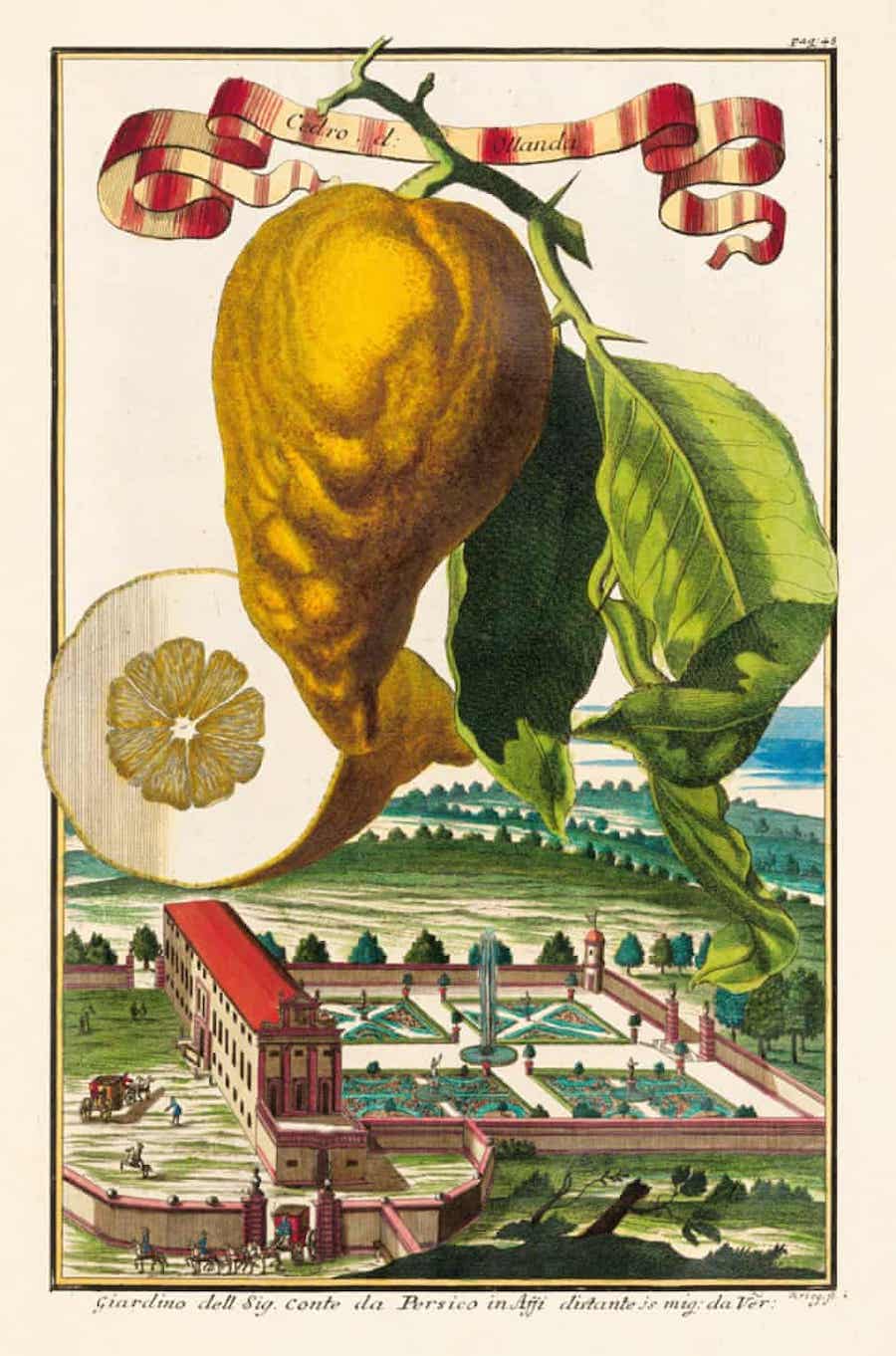 knjiga-citrusa-1