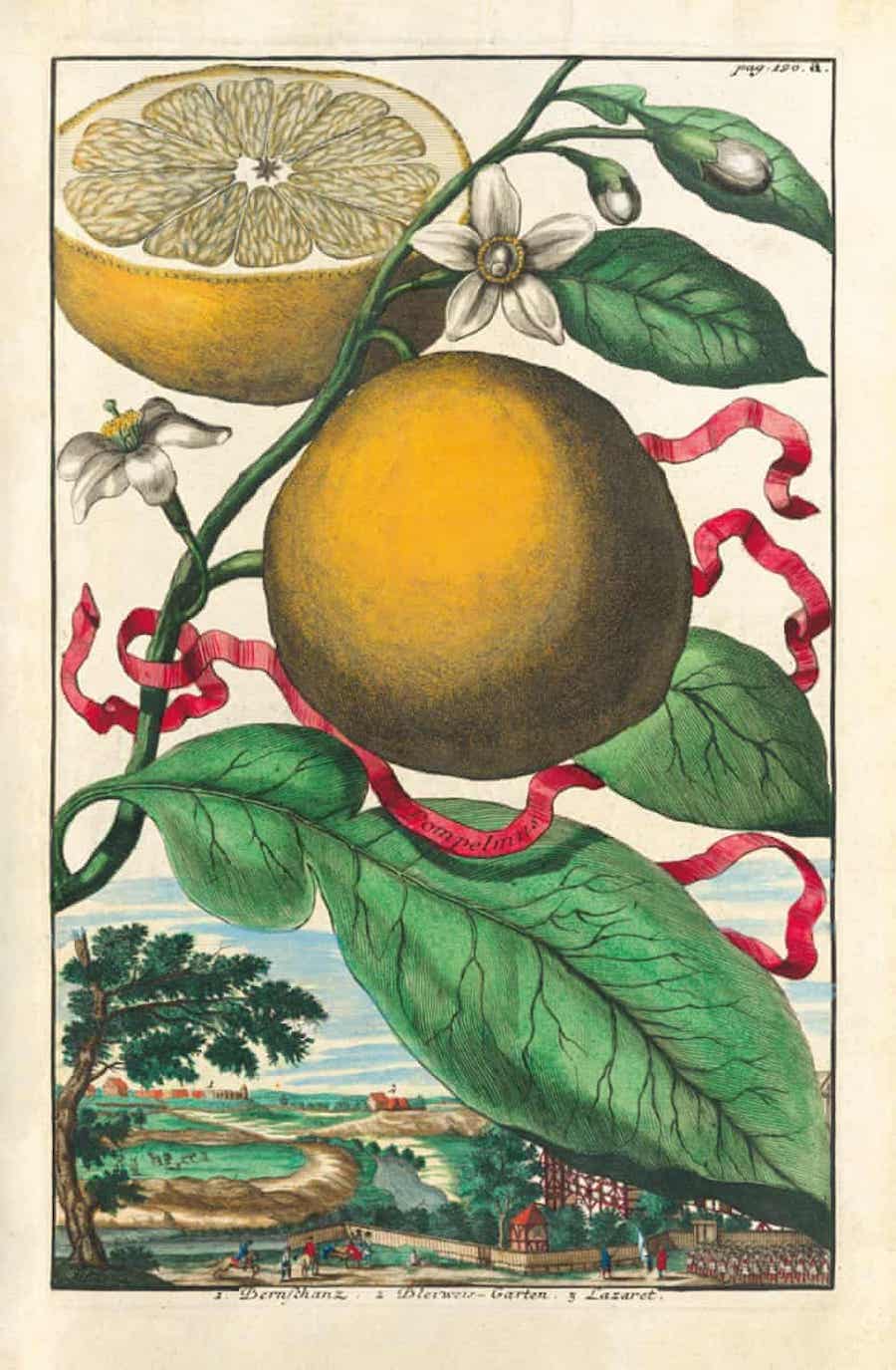 knjiga-citrusa-3