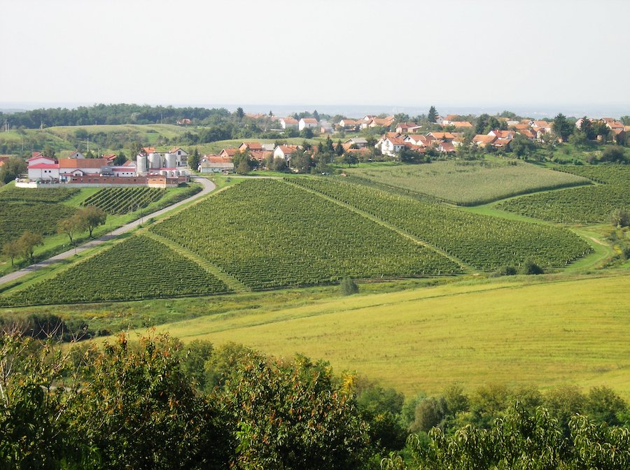 vinogradi-daruvar
