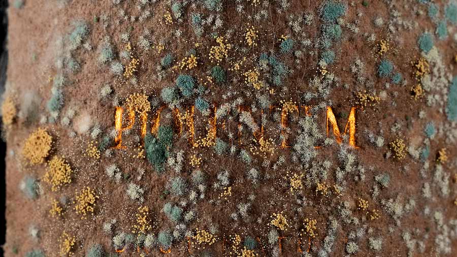 piquentum-logo
