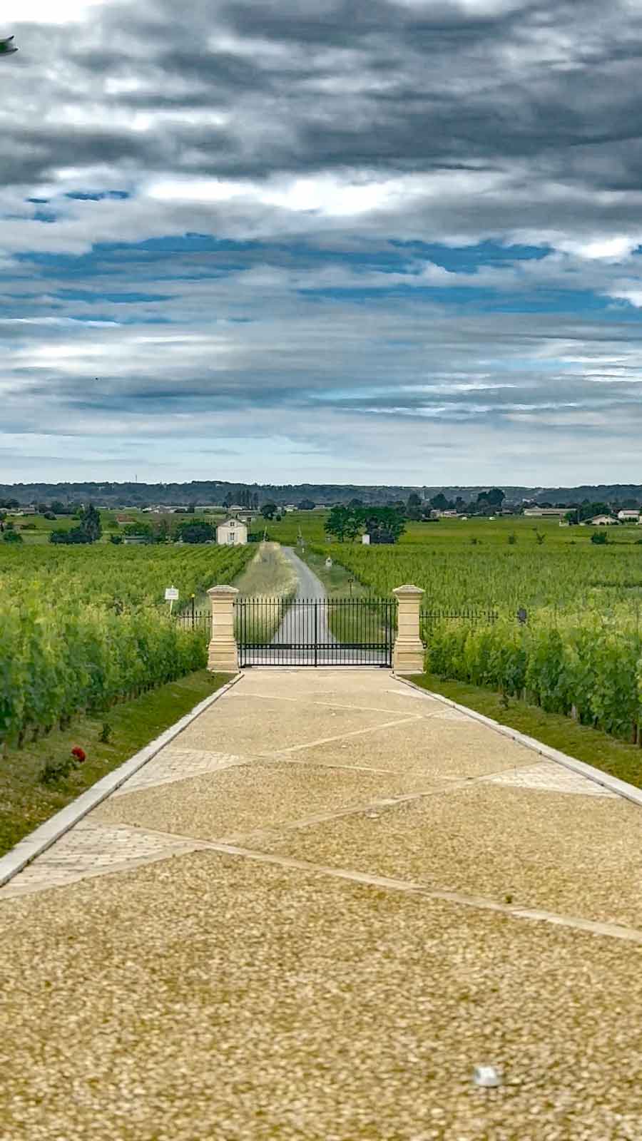 st-emilion-vinograd