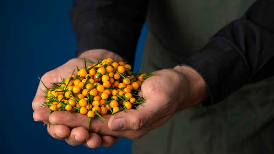 aji-charapita