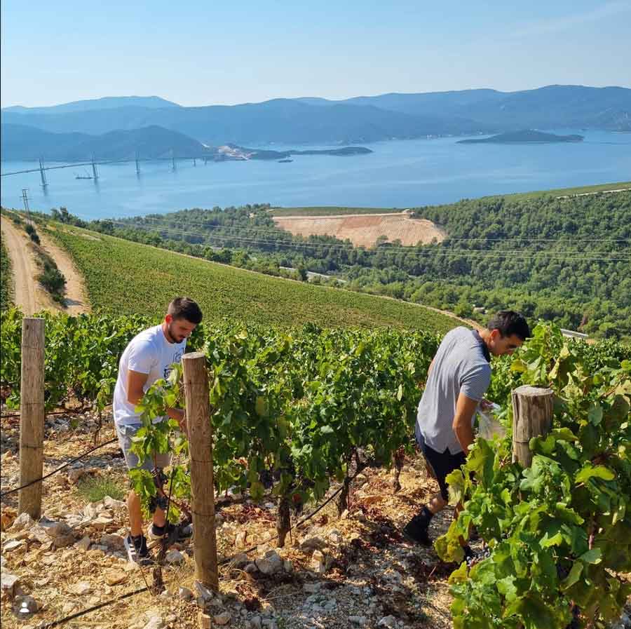 rizman-vinograd-berba