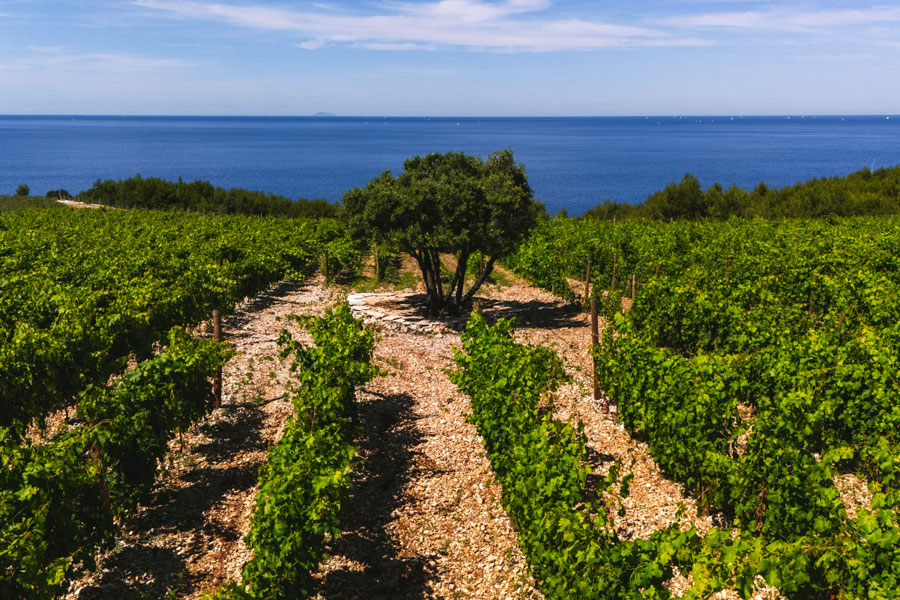 markus-vinograd