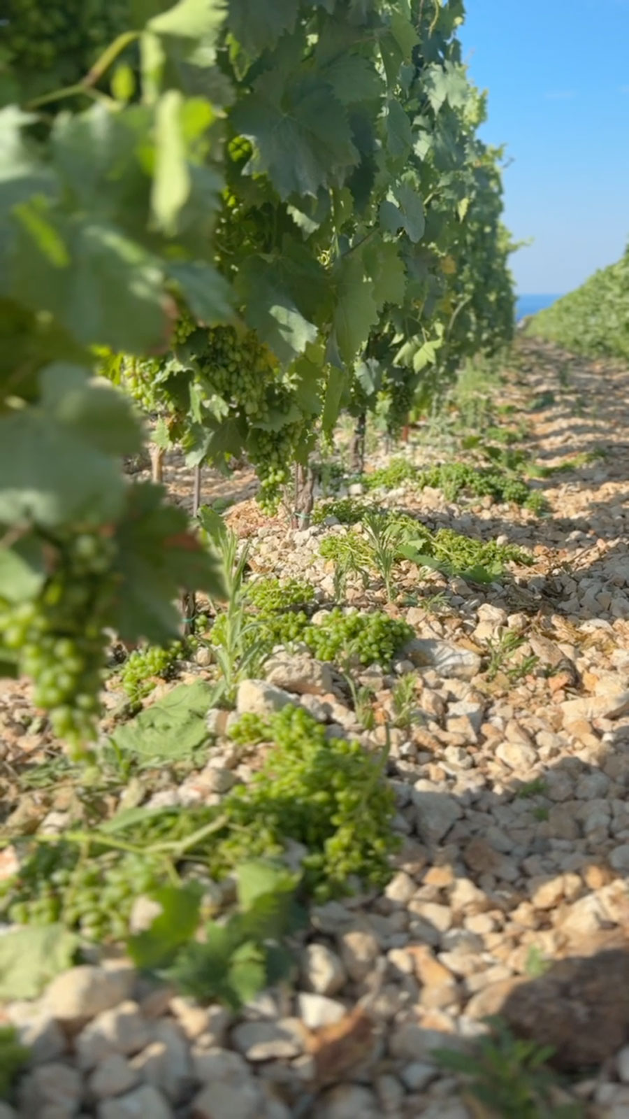 markus-vinogradi-zelena-berba